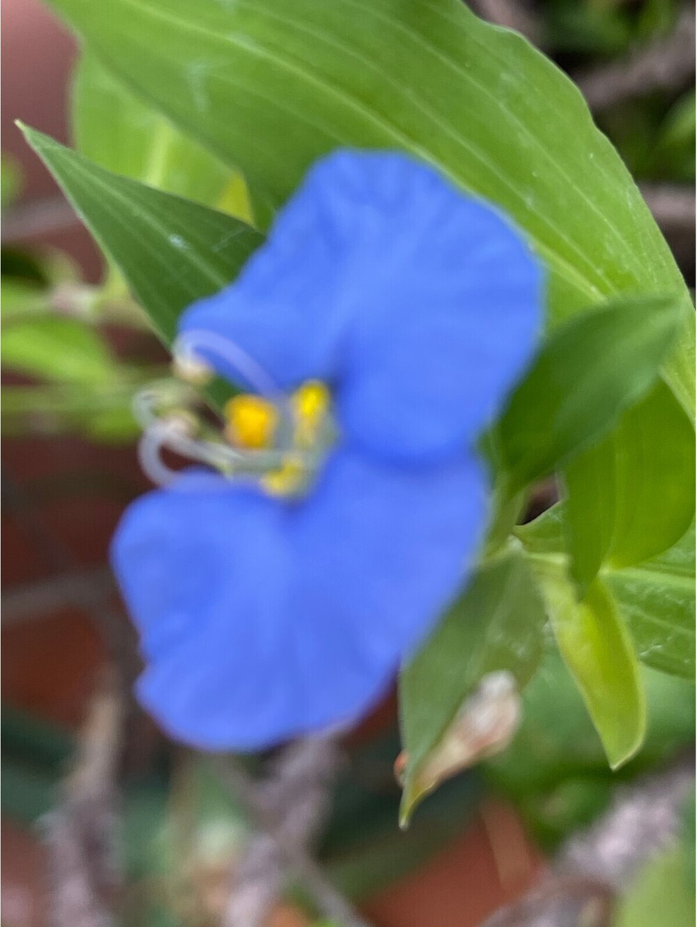 Commelinaa erecta White Mouth Dayflower Seeds x 10
